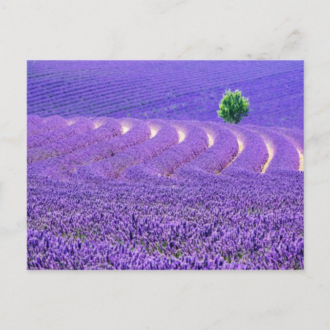 Postal Árbol solitario en el campo Lavender, Francia (Anverso)