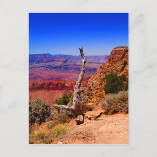 Postal Árbol solitario en el Gran Cañón de Arizona