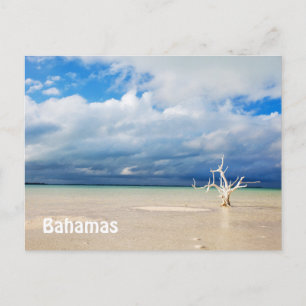 Postal Árbol solitario en la playa