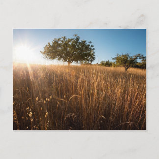 Postal Árbol solitario en la pradera