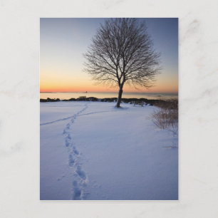 Postal Árbol solitario en nieve fresca en New Castle Comm