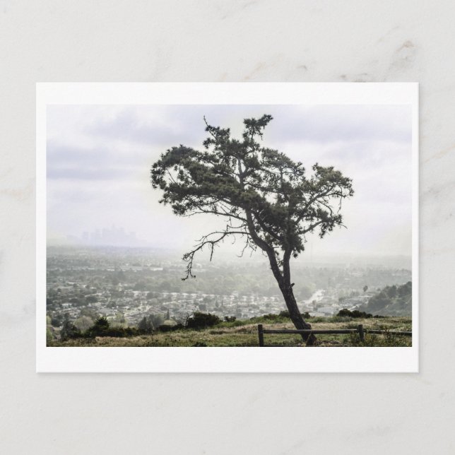 Postal Árbol solitario Freakin (Anverso)