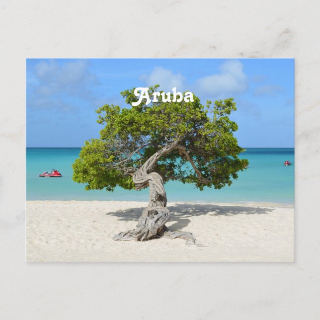 Postal Árbol Solo Divi Divi en Aruba (Anverso)