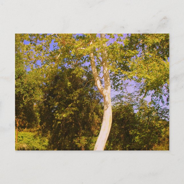 Postal Árbol Sycamore (Anverso)