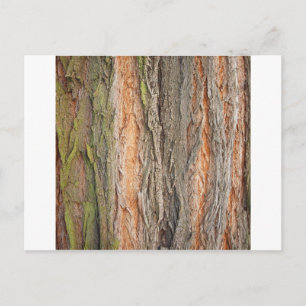 Postal árbol viejo