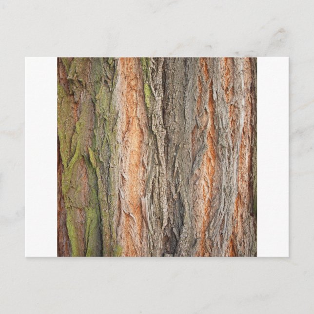 Postal árbol viejo (Anverso)