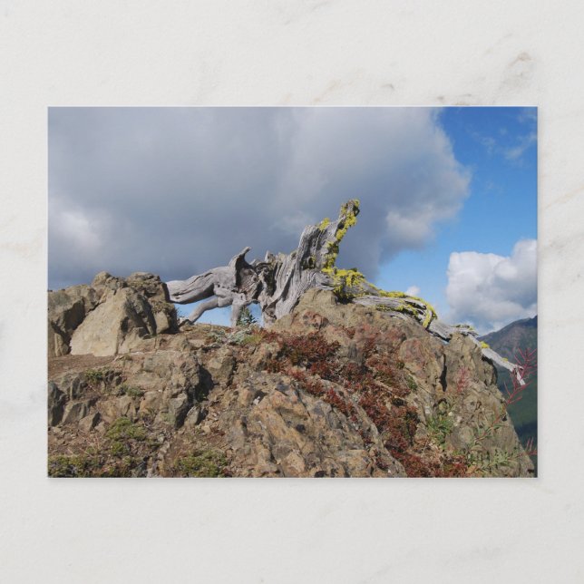 Postal árbol viejo en una montaña (Anverso)