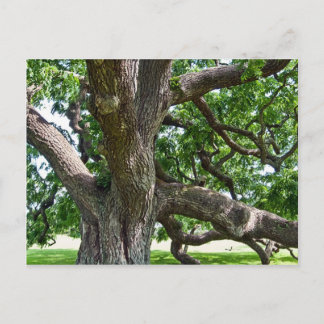Postal Árbol viejo grande