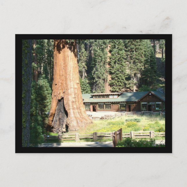 Postal Árbol y museo (Anverso)