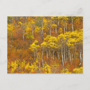 Postal arboleda de álamo temblón en el pico de color de o