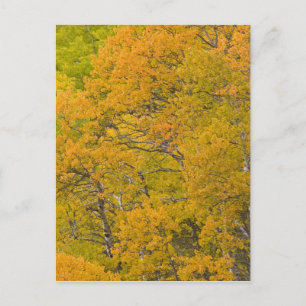 Postal Arboleda de álamos en colores otoñales máximos cer