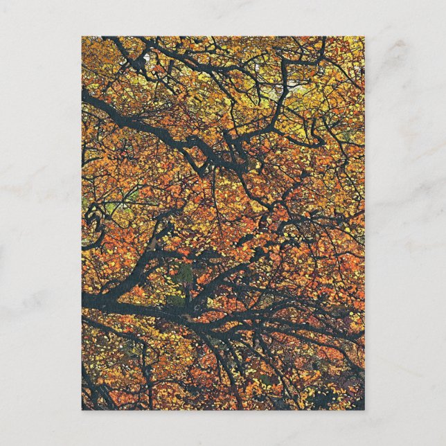 POSTAL ÁRBOLES (Anverso)