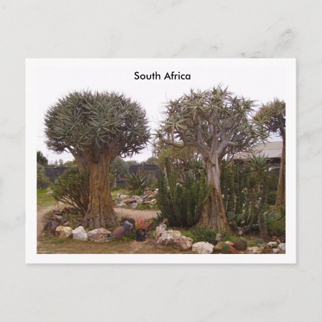 Postal Árboles (Anverso)