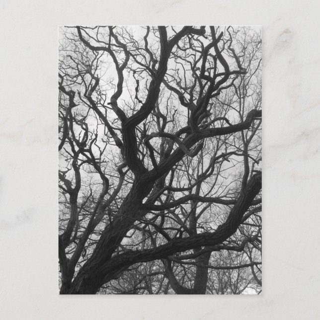 Postal Árboles (Anverso)