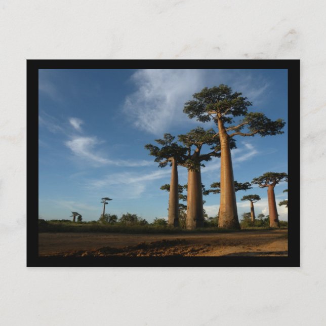 POSTAL ÁRBOLES (Anverso)