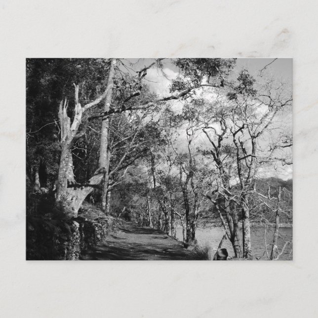 POSTAL ÁRBOLES (Anverso)