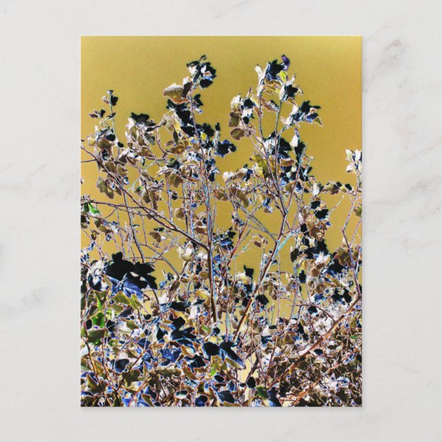 POSTAL ÁRBOLES (Anverso)