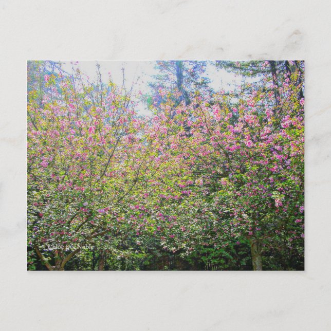 Postal Árboles #3 (Anverso)