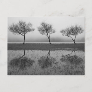 Postal Árboles a orillas del lago