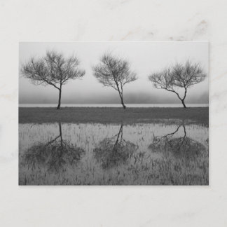 Postal Árboles a orillas del lago