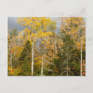 Postal Árboles amarillos en New Hampshire
