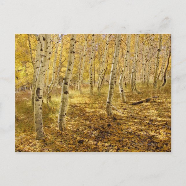Postal Árboles ápicos en otoño (Anverso)