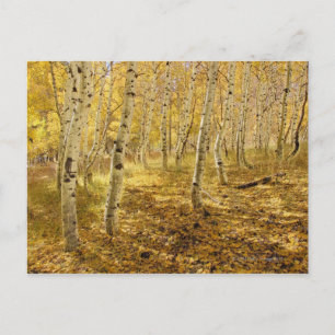 Postal Árboles ápicos en otoño