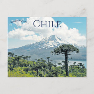 Postal Árboles Araucaria Araucana en Chile