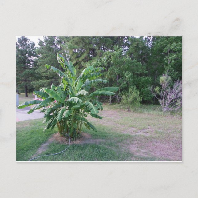 Postal Árboles bananeros (Anverso)