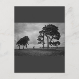 Postal Árboles barridos de viento