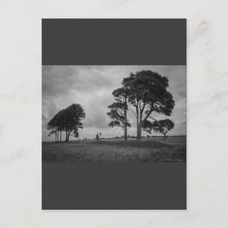 Postal Árboles barridos de viento