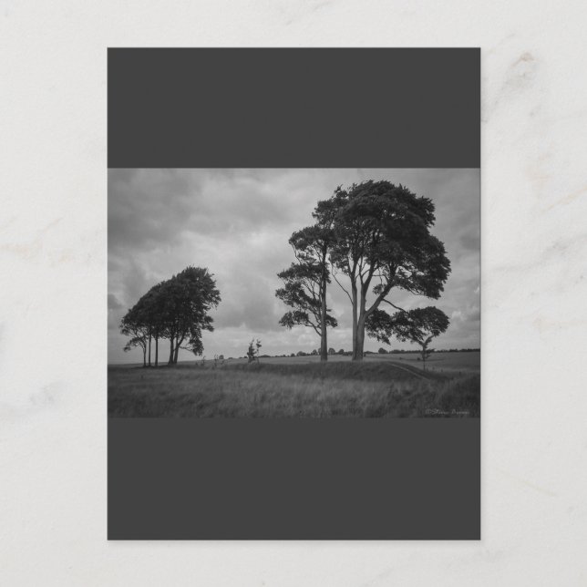 Postal Árboles barridos de viento (Anverso)