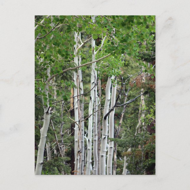 Postal Árboles Birch Monte Charleston Nevada (Anverso)