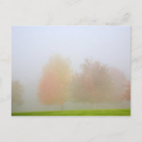 Árboles caídos envueltos en bruma