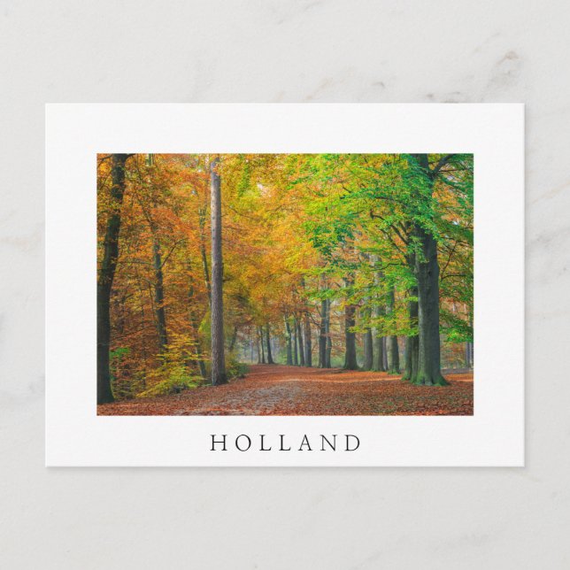Postal Árboles con follaje otoñal en un bosque (Anverso)