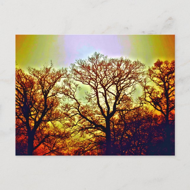 POSTAL ÁRBOLES CON SOL BRUMOSO (Anverso)