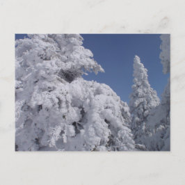 Postal Árboles coníferos cubiertos de nieve