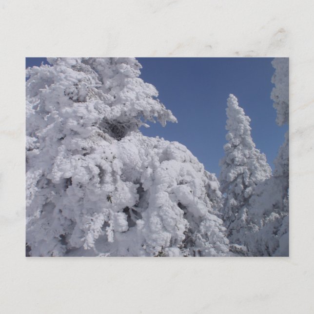 Postal Árboles coníferos cubiertos de nieve (Anverso)