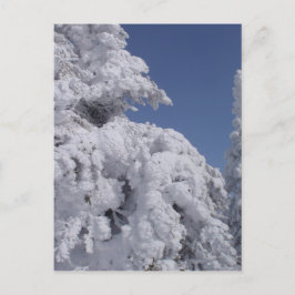 Postal Árboles coníferos cubiertos de nieve