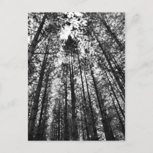 Postal Árboles convergentes