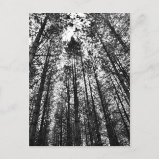 Postal Árboles convergentes