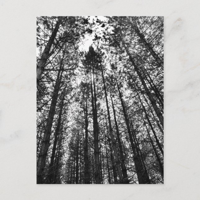 Postal Árboles convergentes (Anverso)