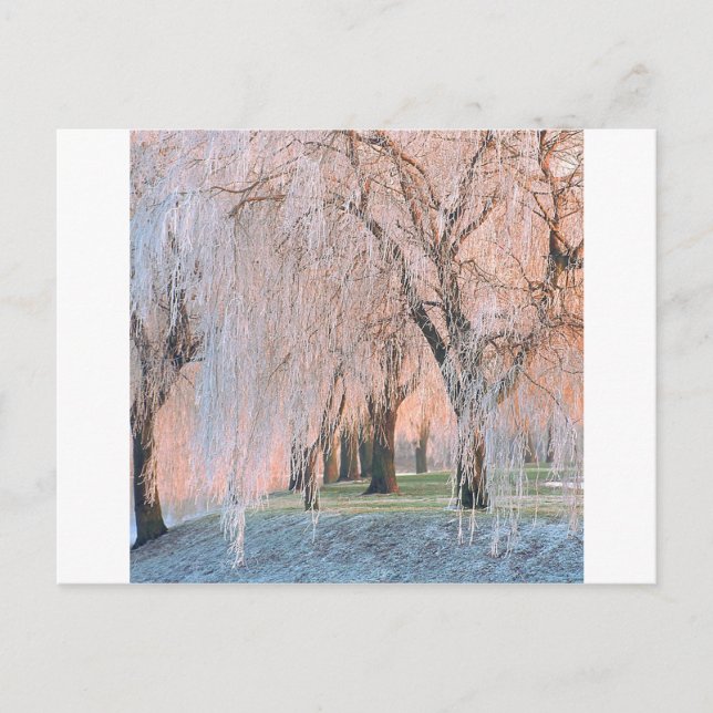 Postal Árboles cubiertos de hielo Willow (Anverso)