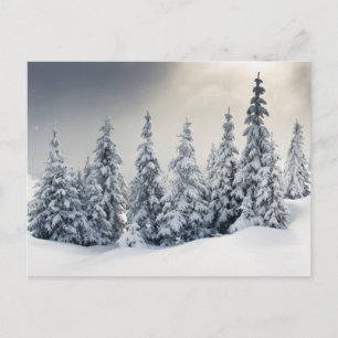 Postal Árboles Cubiertos De Hoarfrost Y Nieve