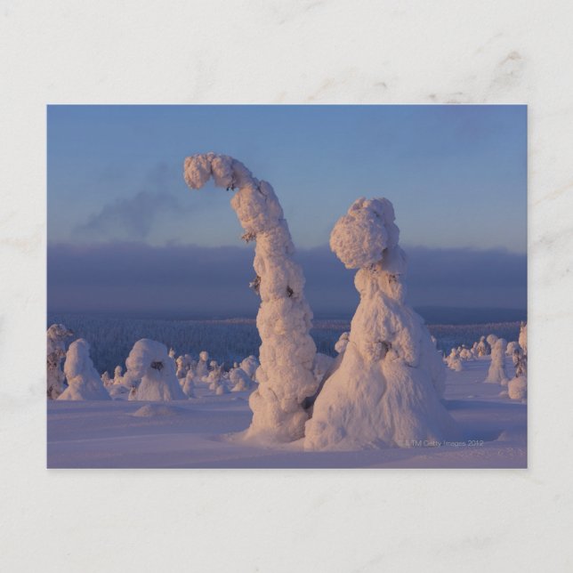 Postal Árboles cubiertos de nieve en Lappland (Anverso)