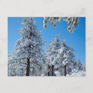 Postal Árboles cubiertos de nieve en las montañas Laguna