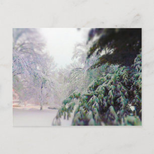 Postal Árboles cubiertos de nieve, pino en la calle KC