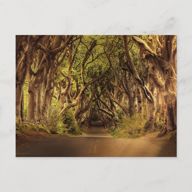 Postal Árboles cubriendo caminos en Irlanda del Norte (Anverso)