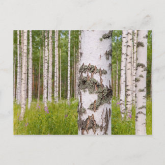 Postal árboles de abedul en bosques finlandeses