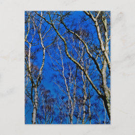 Postal Árboles de abedul plateado